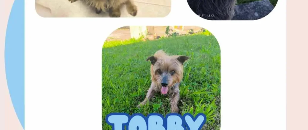 🐾 Vecinos de Abegondo buscan con urgencia a su perrito Tobby 🐾 Vecinos de Abegondo buscan con urgencia a su perrito Tobby
